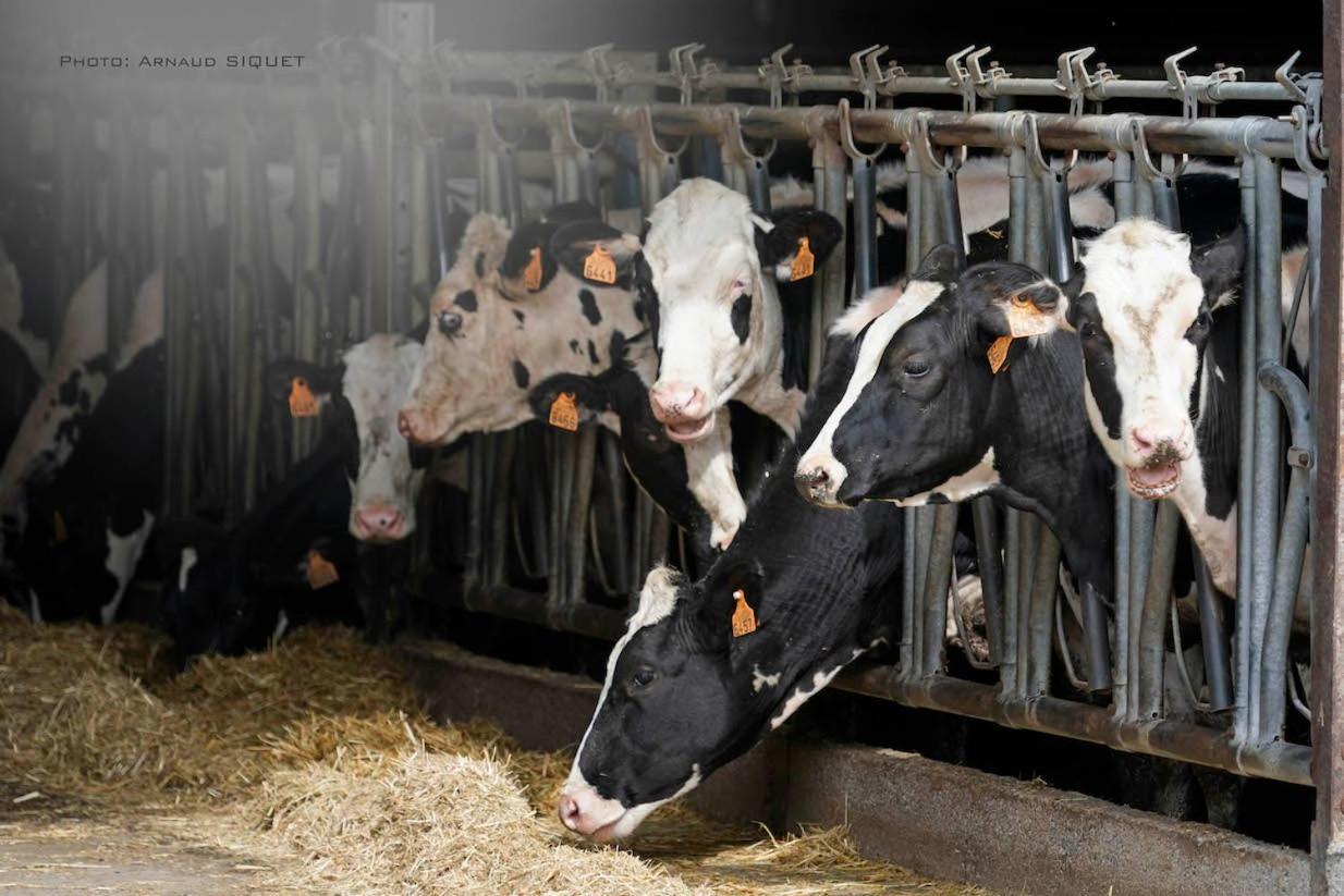 Gite Familial Ferme Des Aujes Falaen Onhaye Kültér fotó